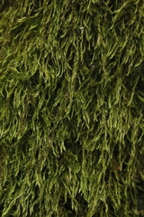 Hypnum cupressiforme filiforme