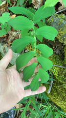 Polygonatum biflorum