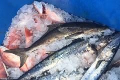 Rachycentron canadum