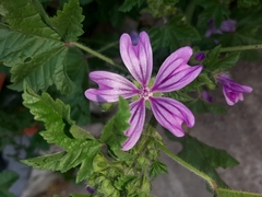 Malva