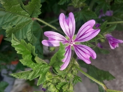 Malva