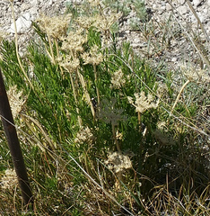 Musineon tenuifolium