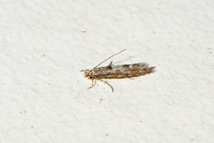 Phyllonorycter nipigon