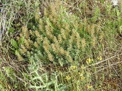 Thymelaea