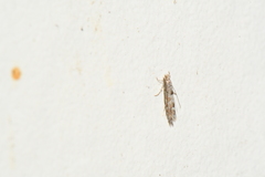 Phyllonorycter nipigon