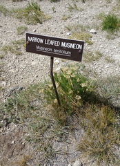 Musineon tenuifolium