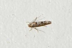 Phyllonorycter nipigon