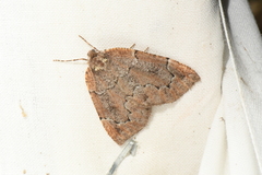 Spodolepis substriataria