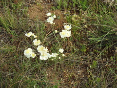 Thalictrum tuberosum