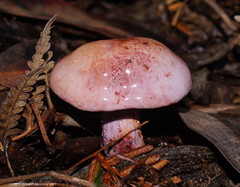 Phlegmacium lavendulense