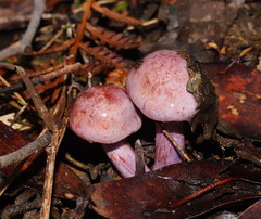 Phlegmacium lavendulense