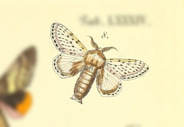 Artace rubripalpis
