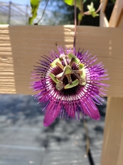 Passiflora amethystina