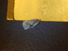 Archips grisea