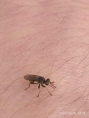Diptera