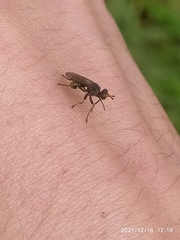 Diptera
