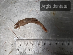 Argis dentata