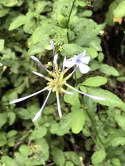 Plumbago auriculata