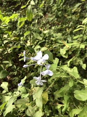 Plumbago auriculata