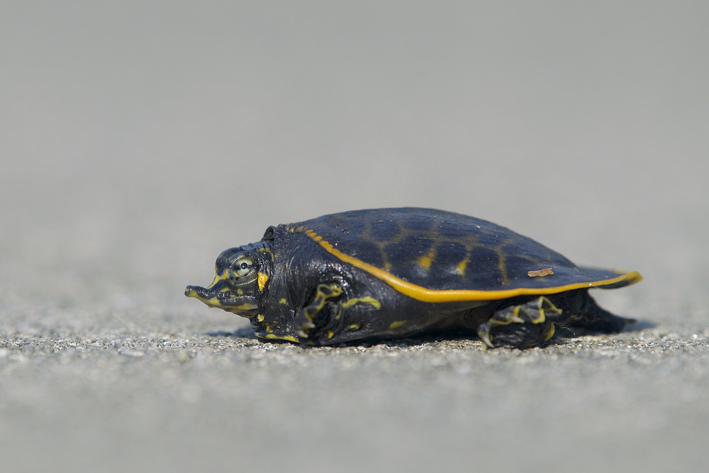 Florida Softshell Turtle