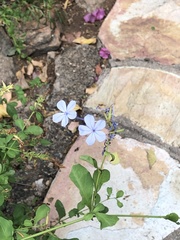 Plumbago auriculata