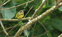 Myiornis auricularis