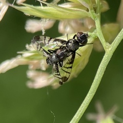 Rivellia syngenesiae