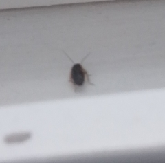 Ectobius sylvestris