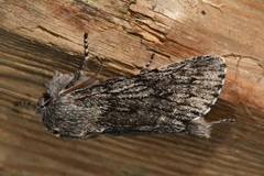 Brachionycha borealis