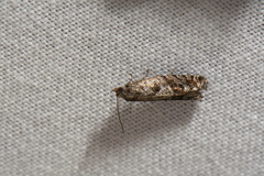 Pseudexentera vaccinii