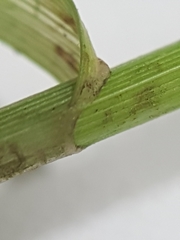Carex wiegandii