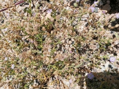 Spergularia bocconei