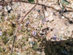Spergularia bocconei