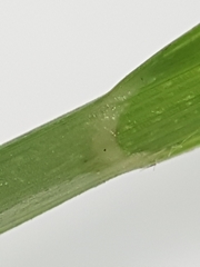 Carex wiegandii