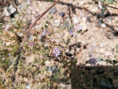 Spergularia bocconei