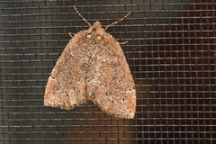 Spodolepis substriataria