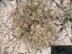 Spergularia bocconei