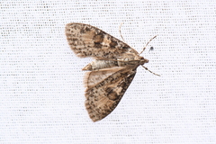 Palpita arsaltealis