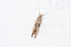 Blastodacna