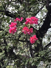 Bougainvillea
