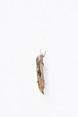 Blastodacna