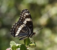 Limenitis weidemeyerii nevadae