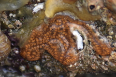 Botrylloides diegensis