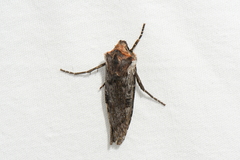 Xylena thoracica