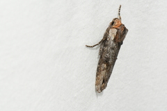 Xylena thoracica