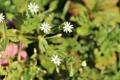 Stellaria littoralis