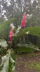 Alpinia purpurata image
