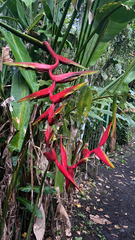 Heliconia × rauliniana