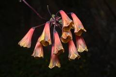 Alstroemeriaceae