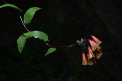 Alstroemeriaceae